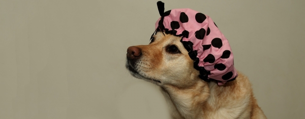 Welkom bij Trimsalon Verknipt